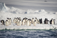 Penguins in Antarctica on board the Ponant Le Boreal